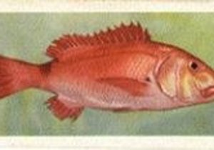 Opklaar van meningsverskil oor die vang van rooisteenbras